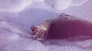 clubbing baby seals.AVI