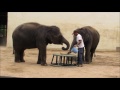 バナナを食べる市原ぞうの国から王子動物園にやって来た小象の結希とりり香