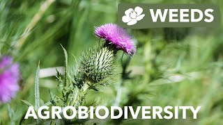 Agrobiodiversity | Weeds | University of British Columbia - Beaty Biodiversity Museum #plants #farm