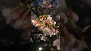 樂活公園 夜櫻 Lohas Park Cherry Blossm Festival