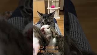 3兄弟猫🐈‍⬛仲良く毛づくろい