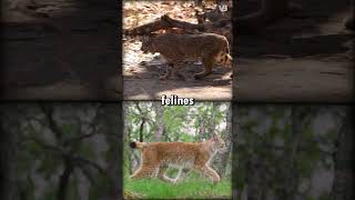 Bobcat VS Lynx #shorts