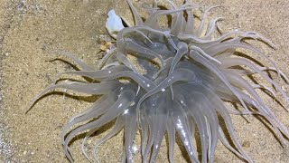 海邊退潮後，小鬥趕海時發現海葵窩，還有在逃跑的八爪魚