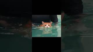 Cat Peaches Swimming/胖猫游泳减肥