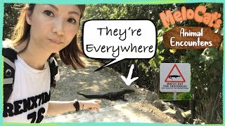 My Sungei Buloh Adventure: Searching for Crocodiles (Singapore)