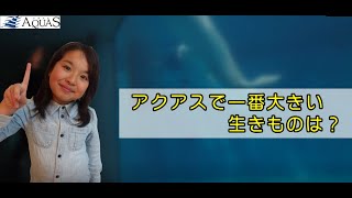 【小学生の疑問！】アクアスで一番大きい生きものは？アクアス