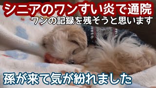 【ワンの記録・膵炎治療】状況の良いときを見て、ワンの記録を少しずつ残そうと思います。よろしければ概要欄も見てみてください。