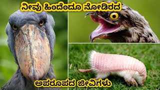 ನೀವು ಹಿಂದೆಂದೂ ನೋಡಿರದ  ಅಪರೂಪದ ಜೀವಿಗಳು  World rare creatures in kannada