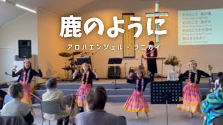 [ゴスペルフラ/ Gospel Hula] 鹿のように As the Deer 🌺 アロハエンジェル・ラニカイ Lighthouse Niihama Gospel Church