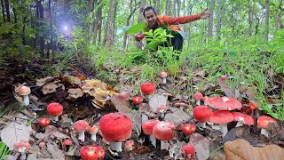 ป๊าดด ขนลุก อลังการเห็ดปลวกใหญ่ เห็ดก่อแดงหลวง จูมใหญ่ๆ ออกแบบอลังการเต็มพื้นเลย เยอะมาก 17/มิ.ย/68