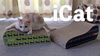 おすすめの爪研ぎiCat【猫の多頭飼い】三毛猫たまみのお気に入りの爪研ぎを新調したらこうなった