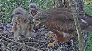 Melnās klijas~ Grejs brings breakfast for his three little ones~5:18 am 2021/06/20