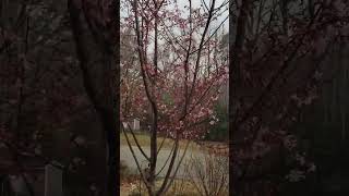 Birdsong \u0026 Okame Cherry Tree Blossoms | Beautiful Winter Morning Surprise #peacefulsounds 🌸