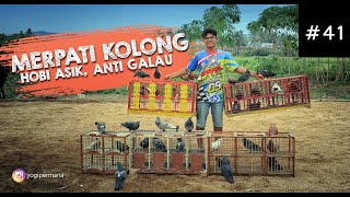 MERPATI KOLONG | Komunitas penghobi merpati di kota payakumbuh