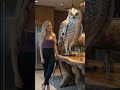 Docile and friendly giant owl indoors #shorts