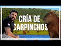 🔹CRÍA de CARPINCHOS, especie AUTÓCTONA del Uruguay, 🔹programa Contacto🌎🌍