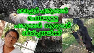 വെച്ചൂർ പശുക്കൾ || പർപ്പസാരി ആട് || ചെനയുള്ള  ആടും പശുവും || ആടും കുട്ടികളും