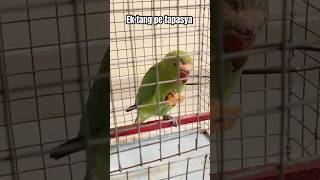 Ek tang p khda hoke #shorts #trending #talkingparrot  #youtube #shortsvideo #challenge