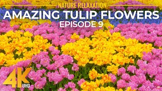 Amazing Flower Fields of Skagit Valley - Tulip Festival of 2022 - 4K Relaxation Video, Episode 9