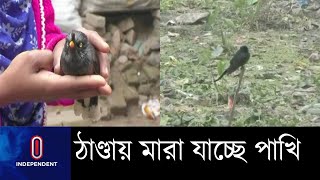 প্রচণ্ড ঠাণ্ডা আর হিমেল বাতাসে মারা যাচ্ছে পাখি || Brid