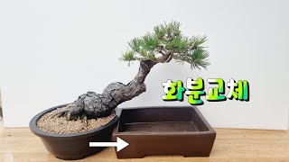 [분재 만들기] 적송 소나무 화분만 간단 교체방법  - 새싹분재원TV Sprout Bonsai TV