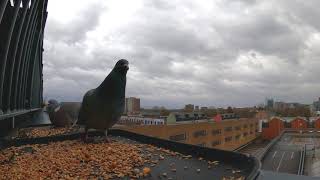 Wood Pigeon With Feral Pigeons Eating Seeds Together