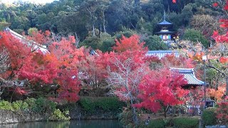 11月の京都見てある記」 ⑪ 永観堂・見頃の紅葉（11月24日）