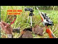 BERBURU AYAM HUTAN SATU LALANG 3 EKOR‼️ BERSAMA #sniperornyit