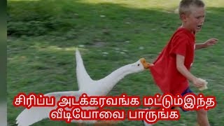 Funny animals attack humans  videos in Tamil