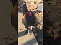 Cute and adorable serama rooster standing on one leg!