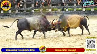 วัวชนย้อนหลังสนามเสาธง คู่ที่ 5 โหนดหลังขาวงามวันมีชัย (ไอ้ดื้อ) vs โหนดลังสาด (ไอ้ลูกหมู) 11/11/65