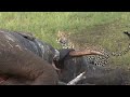 Here's What Happens After an Elephant Dies  Nat Geo Wild
