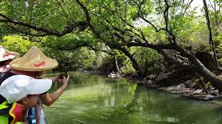 台南四草綠色隧道（台江國家公園）台版亞馬遜河！