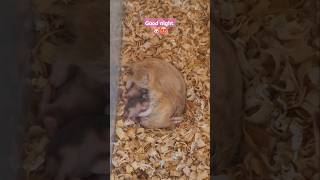 Inilah perjuangan ibu hamster utk anak\