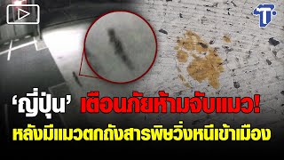 “ญี่ปุ่น” เตือนภัยห้ามจับแมว! หลังมีแมวตกถังสารพิษวิ่งหนีเข้าเมือง