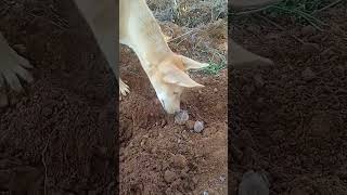 இவ்ளோ பயம் ஆகாதுடா உனக்கு#shorts#petlover#dog_Brownie\u0026fog#