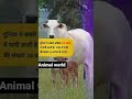 cow in india 🐄