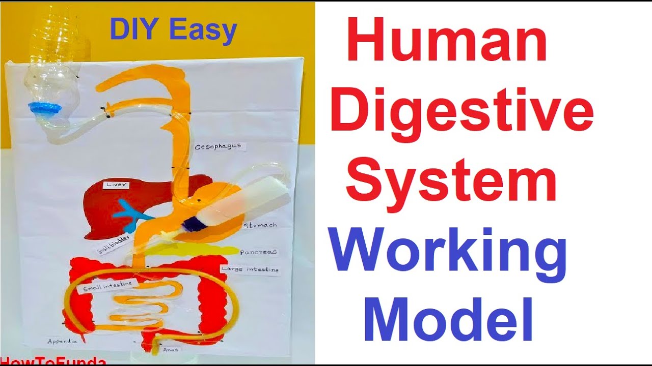 Human Digestive System Working Model For Science Fair Project | DIY At ...