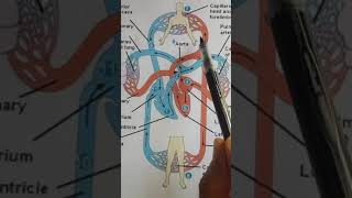 Blood circulation of heart (ഹൃദയ രക്തചംക്രമണം)