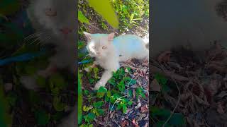 അച്ഛൻ ഇറങ്ങി പൊകോളാൻ പറഞ്ഞു 🤭#catshorts #cat #catlovers #funny