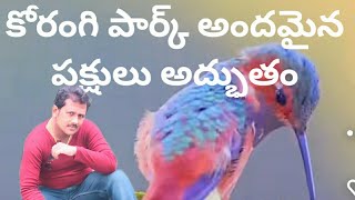 కోరంగి పార్క్ అందమైన పక్షులు అద్భుతం||koringa park beutiful birds amazing