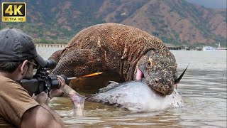 Video 4K: How Do American Hunters And Farmers Deal With Million Of Wild Boar And Komodo Dragon