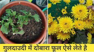 गुलदाउदी के पौधे से दोबारा फूल ऐसे लेते है | how guldaudi rebloom