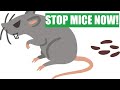 How To Eliminate Mice - Guaranteed - What to Buy to Ensure Success