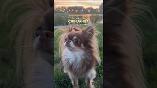 Think You Want A Chihuahua? 😅Get ready for…🚩