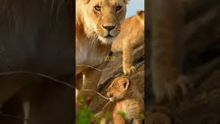 KGF Movie ka Sher Aa gya hai| #animal #animalcare #animals #animallover