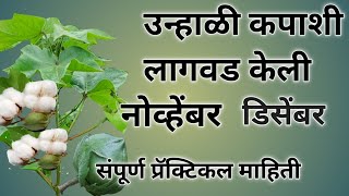 एकदाची उन्‍हाळी कपाशी लागवड केली # उन्‍हाळी कपाशी लागवड व व्यवस्थापन # power of agriculture