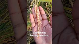 Basmati rice harvesting 🤩| Basmati rice farming | #basmatirice #farming #shorts