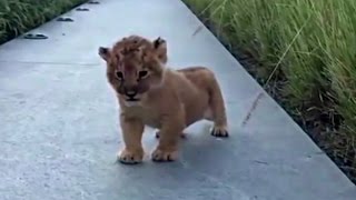 Lion Cub Trying To Roar Is The Cutest Thing Ever