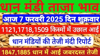 आज 07 फरवरी धान में आई जबरदस्त तेजी,आज 1121,1509 धान में आई तूफानी तेजी,धान का ताजा मंडी भाव...